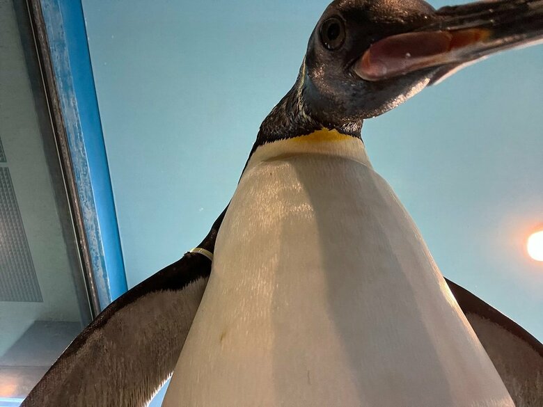 下から見たキングペンギン（提供：長崎ペンギン水族館）