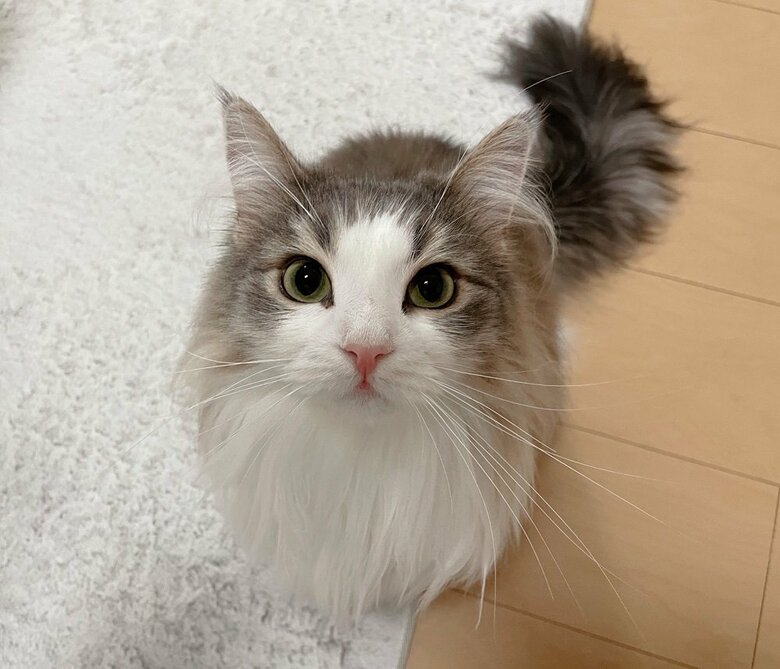 美人猫のララちゃん