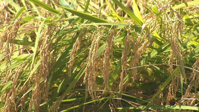 収穫したばかりの新米が…（イメージ）