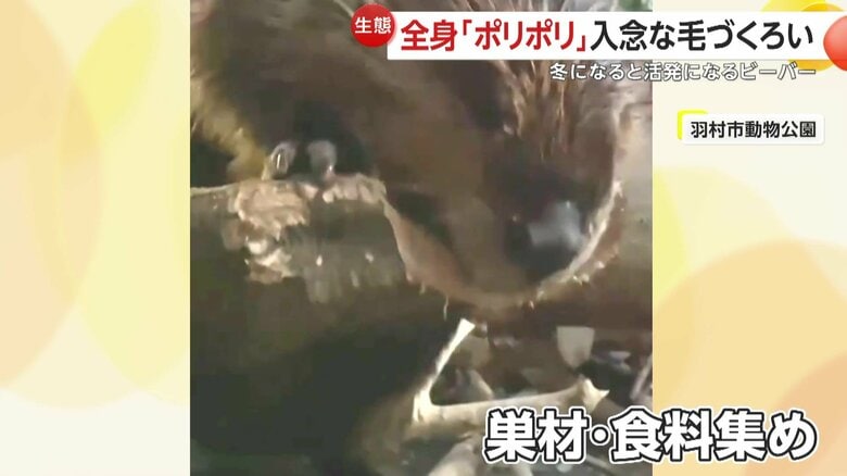 巣材を集めているビーバー（映像提供：ヒノトントンZOO（羽村市動物公園））