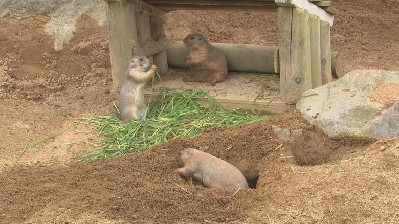 モリ（オス）とヤマ（メス）とナオ（メス）〈※タロウ（オス）は熊本県の動物園に引っ越した〉