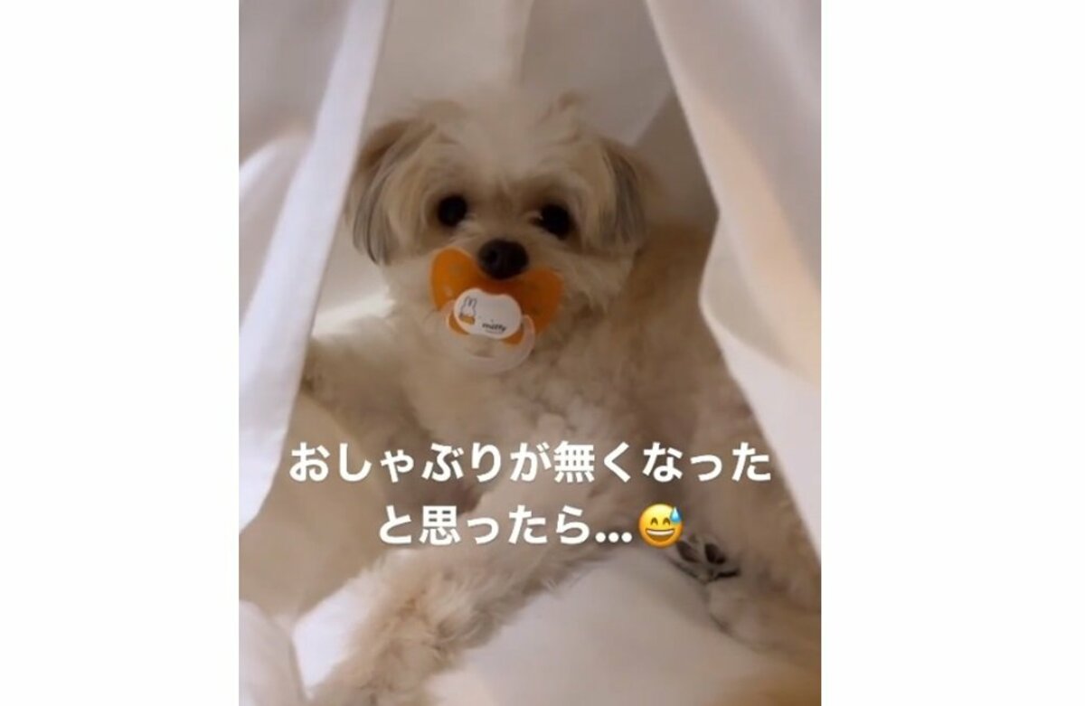 犬 チュパチュパ