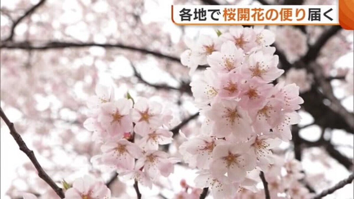 続々と“桜”開花！日本三大夜桜の一つ“高田城址公園”でも開花宣言