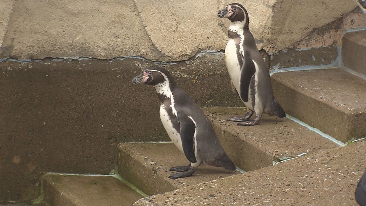 長いこと世話をしていたので寂しい 福岡市動物園のリニューアル工事のためペンギンたちが お引越し