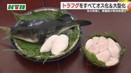 トラフグの貴重な「白子」得る世界初の新技術！県職員が水産学会賞を受賞 すべてオスで生む方法など確立