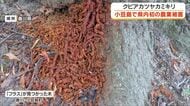 特定外来生物「クビアカツヤカミキリ」による香川県内初の農業被害　小豆島町で発生【香川】