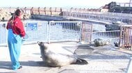 おたる水族館でアザラシ13頭お引越し“冬の荒波”避けるため『日本海直結の天然プール』から高台へトラック移動…飼育員が餌でおりへ誘導～1ヵ月の練習成果を発揮→春までゆったり〈北海道小樽市〉