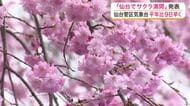 仙台でサクラ「満開」に　名所もにぎわう　平年より９日、去年より６日早く＜宮城＞