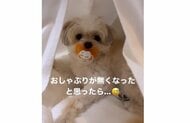 「無くなったと思ったら」 お兄ちゃん犬が“妹”のおしゃぶりをチュパチュパ…その後の様子がさらにかわいい