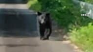 ハンター歴50年のベテランに密着　猟銃片手に巣穴へ　クマ不在も生々しい爪痕　岩手では大学構内にクマ出没　全授業が休講に