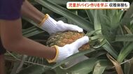 パイン作りの工夫と土壌保全を学ぶ　子どもたちが収穫体験