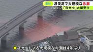 プランクトンの“夜光虫”が大量に…愛知県の渥美湾で4年ぶりとなる大規模な『赤潮』これまでに養殖等への被害情報なし