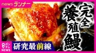 ”完全養殖ウナギ”価格高騰の現状を変えるか　「水の汚れで死ぬ稚魚　1日1回水槽入れ替え」など手間も…資源量増加へ　「ほとんどオスになる養殖ウナギは琵琶湖で育てるとメスに」など最新研究成果も