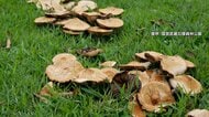 長雨で“危険な毒キノコ”が大量発生　公園や河川敷で相次ぎ確認「触らない・採らない・食べない」