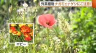 「ポピーでは？」外来植物“ナガミヒナゲシ”に注意！素手で触るとかぶれる恐れ　専門家「駆除の際は種こぼさないで」