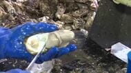 大船渡湾の養殖カキ むき身作業始まる　例年より1ヵ月遅れ　岩手県大船渡市