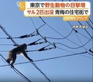 犬が吠えても動じず…サル2匹が電線を“お散歩”　港区でハクビシン、江東区ではアライグマも　都内で“野生動物”相次ぎ出没