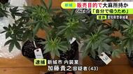 自宅に育てるための“温室”も…大麻を販売目的で所持か 内装業の43歳男を逮捕・送検「自分で吸うため」と一部否認