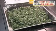 てん茶生産量「全国1位」維持　取引会で入札高騰、出品数も前年を上回る【鹿児島】