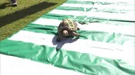 路上でひかれそうになっていたところを保護…リクガメ「カメ太郎」 警察署の“横断歩道思いやり大使”に