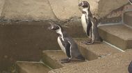 長いこと世話をしていたので寂しい…福岡市動物園のリニューアル工事のためペンギンたちが“お引越し”