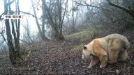 林にシロクマ？正体は“世界で唯一”の白い野生パンダ　遺伝子の突然変異か　貴重な成長記録も　中国