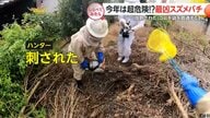 今年は超危険!?最凶スズメバチ【しらべてみたら】