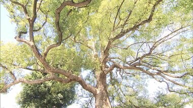 脅威の成長スピード!林業の救世主「エリートツリー」を見に行った