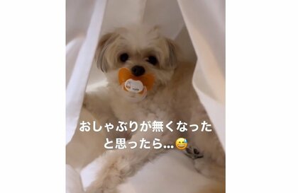 「無くなったと思ったら」 お兄ちゃん犬が“妹”のおしゃぶりをチュパチュパ…その後の様子がさらにかわいい
