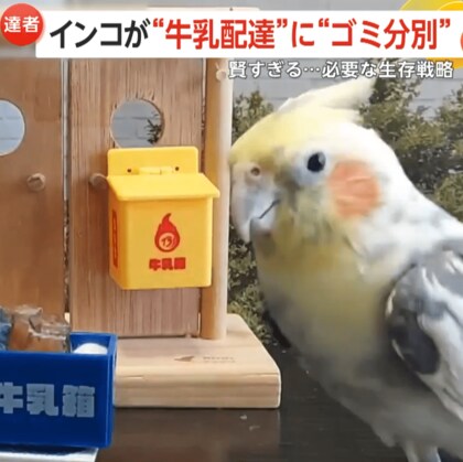 「頭いい！」賢すぎる芸達者インコ！“牛乳配達”に“ゴミ分別”まで…！？SNSで話題も「あのぐらい覚えられないと野生では生きられない」