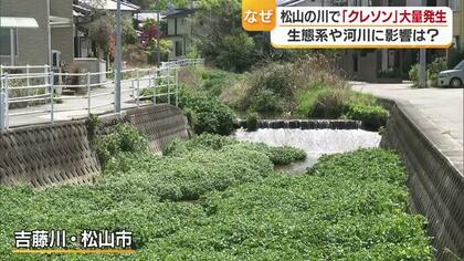 “肉料理の付け合わせ”クレソンが大繁殖　愛媛県松山市の川が緑のじゅうたんに　専門家が警鐘「堤防を越える洪水リスクも」【愛媛発】