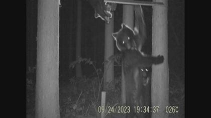 クマの目撃件数が減ってもけが人相次ぐ石川県…専門家は繁殖パターンに異変が起きている可能性を指摘