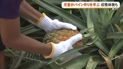 パイン作りの工夫と土壌保全を学ぶ　子どもたちが収穫体験