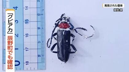 外来カミキリ「クビアカ」辰野町でも初確認　住宅街で成虫1体の死骸　 発見場所から半径3キロを「緊急防除エリア」に指定　長野