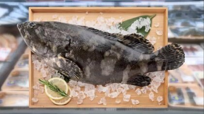 台湾の高級魚「龍虎ハタ」に熱視線　冷凍コンテナで日本初輸入　淡泊さとうまみの上品な味わい　スーパーでも限定販売【福岡発】