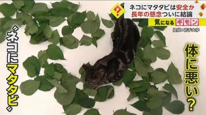 「ネコにマタタビ」は安全か　岩手大など研究チームが“依存性や毒性なし”と結論　さらに“蚊よけ効果”も