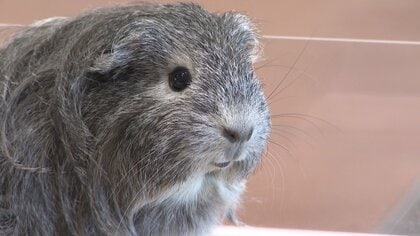 ペットとしても人気のモルモットが昔は食用だった!?調べるとかわいすぎる生態がわかった【石川発】