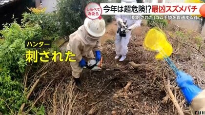 今年は超危険!?最凶スズメバチ【しらべてみたら】
