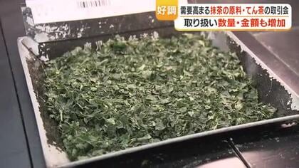 てん茶生産量「全国1位」維持　取引会で入札高騰、出品数も前年を上回る【鹿児島】