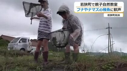 フナやナマズの稚魚に子供たちが大歓声　若狭町の田んぼで親子自然教室