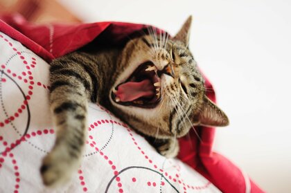 メスよりオスの方がイタズラ好き?猫の飼い主165人に聞いた!猫のイタズラに関するアンケートを実施
