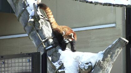 春節の影響で北海道各地が大にぎわい 旭山動物園 の「ペンギンのお散歩」大人気 3連休で来場者2万人超える見込み