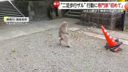 子どもが遊んでるみたい」左手のないサルが“プラチェーン”持って二足