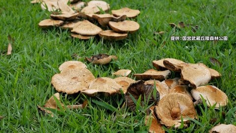 長雨で“危険な毒キノコ”が大量発生　公園や河川敷で相次ぎ確認「触らない・採らない・食べない」