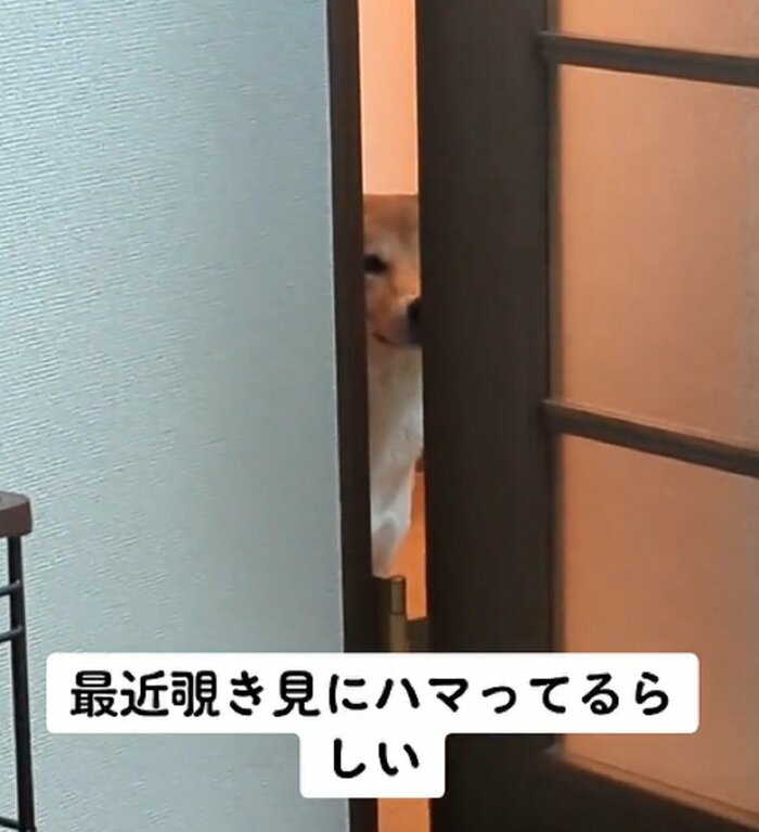 扉の隙間からのぞき見しているムギくん