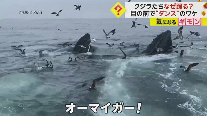 クジラの群れに驚きの声をあげる男性
