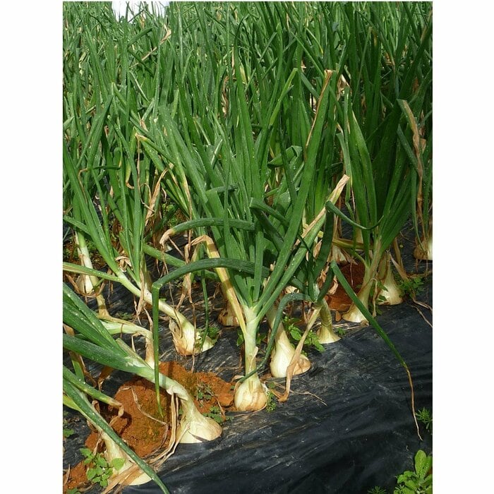 収穫後はすぐに出荷される新玉ねぎ