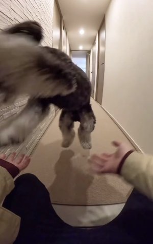 こちらは12月13日のテオくん。飼い主さんへのタックルもパワーアップ?