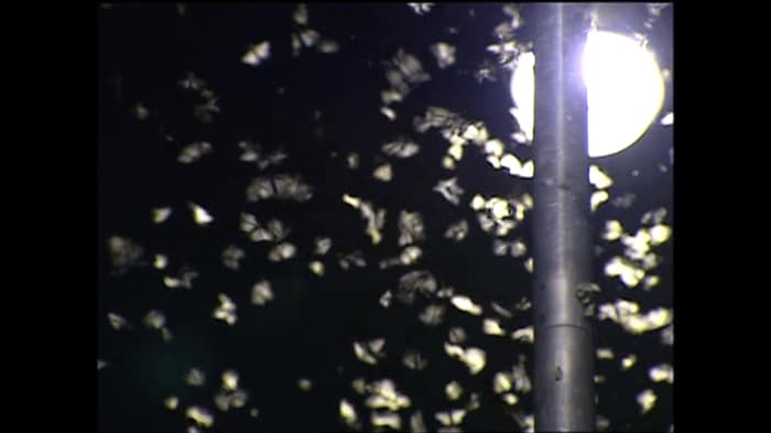 夜になると街灯に群がる無数の黒い影