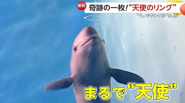 天使が浮かんでいるような一枚(提供:下関市立しものせき水族館「海響館」)